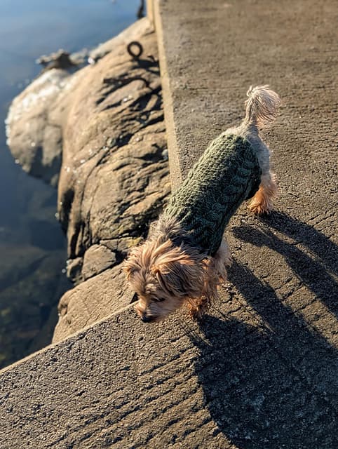 Ella Dog Sweater